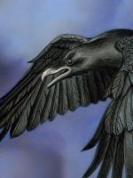 Detail - The 7 raven